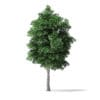 White Ash Tree 3D Model 9.8m - Image 3