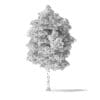 White Ash Tree 3D Model 9.8m - Image 4