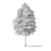 White Ash Tree 3D Model 9.8m - Image 6