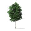 White Ash Tree 3D Model 9.8m - Image 7