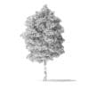 White Ash Tree 3D Model 9.8m - Image 8