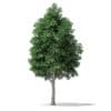 North American Trees 3D Models Collection - Volume 120 - Image 29