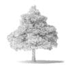 White Ash Tree 3D Model 7m - Image 2