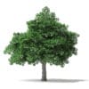 White Ash Tree 3D Model 7m - Image 3