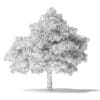 White Ash Tree 3D Model 7m - Image 4