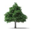 White Ash Tree 3D Model 7m - Image 5