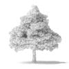 White Ash Tree 3D Model 7m - Image 6