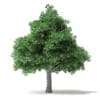North American Trees 3D Models Collection - Volume 120 - Image 30