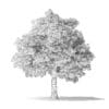 White Ash Tree 3D Model 10m - Image 2