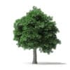 White Ash Tree 3D Model 10m - Image 3