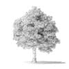 White Ash Tree 3D Model 10m - Image 4