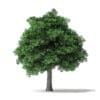 White Ash Tree 3D Model 10m - Image 5