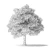 White Ash Tree 3D Model 10m - Image 6