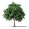 North American Trees 3D Models Collection - Volume 120 - Image 31