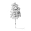 Quaking Aspen Tree 3D Model 3.7m - Image 2