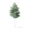 Quaking Aspen Tree 3D Model 3.7m - Image 3