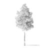 Quaking Aspen Tree 3D Model 3.7m - Image 4
