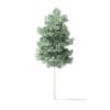 Quaking Aspen Tree 3D Model 3.7m - Image 5