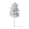 Quaking Aspen Tree 3D Model 3.7m - Image 6
