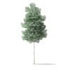 North American Trees 3D Models Collection - Volume 120 - Image 32