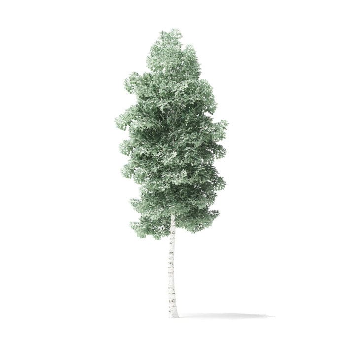 Quaking Aspen Tree 3D Model 4.3m