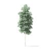 Quaking Aspen Tree 3D Model 4.3m - Image 3