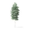 Quaking Aspen Tree 3D Model 4.3m - Image 5