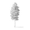Quaking Aspen Tree 3D Model 4.3m - Image 6