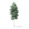 North American Trees 3D Models Collection - Volume 120 - Image 33