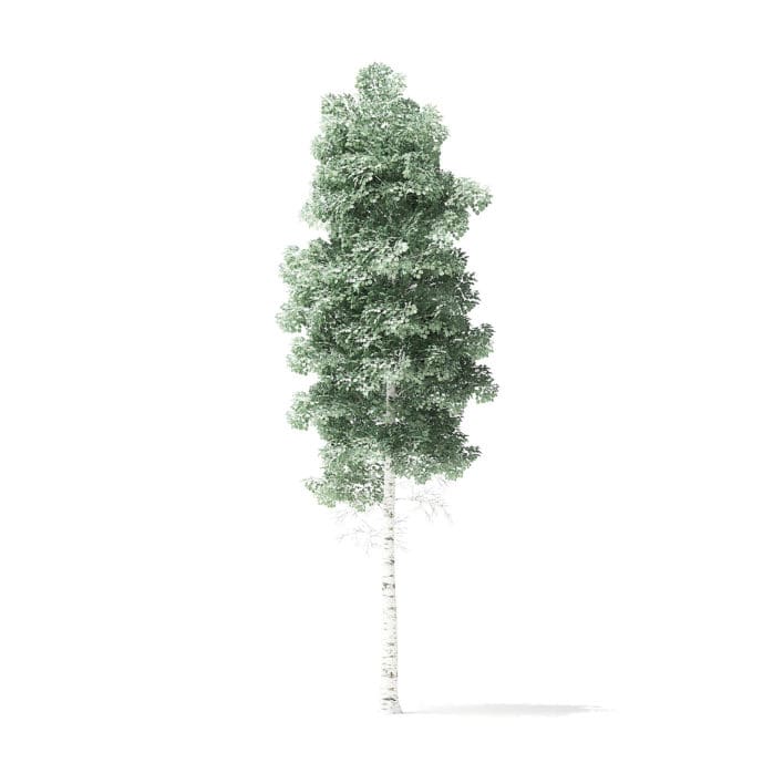 Quaking Aspen Tree 3D Model 5.9m