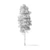 Quaking Aspen Tree 3D Model 5.9m - Image 2