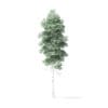 Quaking Aspen Tree 3D Model 5.9m - Image 3