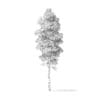 Quaking Aspen Tree 3D Model 5.9m - Image 4