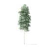 Quaking Aspen Tree 3D Model 5.9m - Image 5