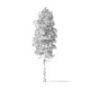 Quaking Aspen Tree 3D Model 5.9m - Image 6