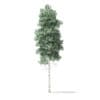 North American Trees 3D Models Collection - Volume 120 - Image 34