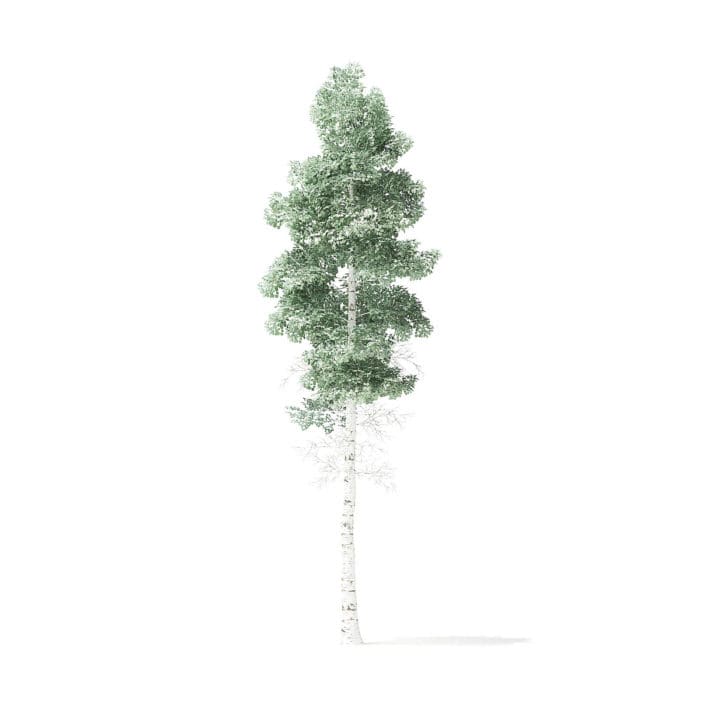 Quaking Aspen Tree 3D Model 6.7m