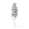 Quaking Aspen Tree 3D Model 6.7m - Image 4