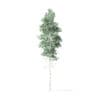 Quaking Aspen Tree 3D Model 6.7m - Image 5