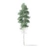 North American Trees 3D Models Collection - Volume 120 - Image 35