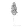 Quaking Aspen Tree 3D Model 8m - Image 4