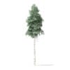 North American Trees 3D Models Collection - Volume 120 - Image 36