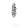 Quaking Aspen Tree 3D Model 10.5m - Image 4