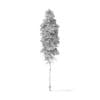 Quaking Aspen Tree 3D Model 10.5m - Image 6