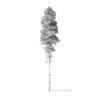 Quaking Aspen Tree 3D Model 11m - Image 2