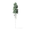 Quaking Aspen Tree 3D Model 11m - Image 5
