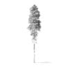 Quaking Aspen Tree 3D Model 11m - Image 6