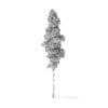 Quaking Aspen Tree 3D Model 12.7m - Image 4