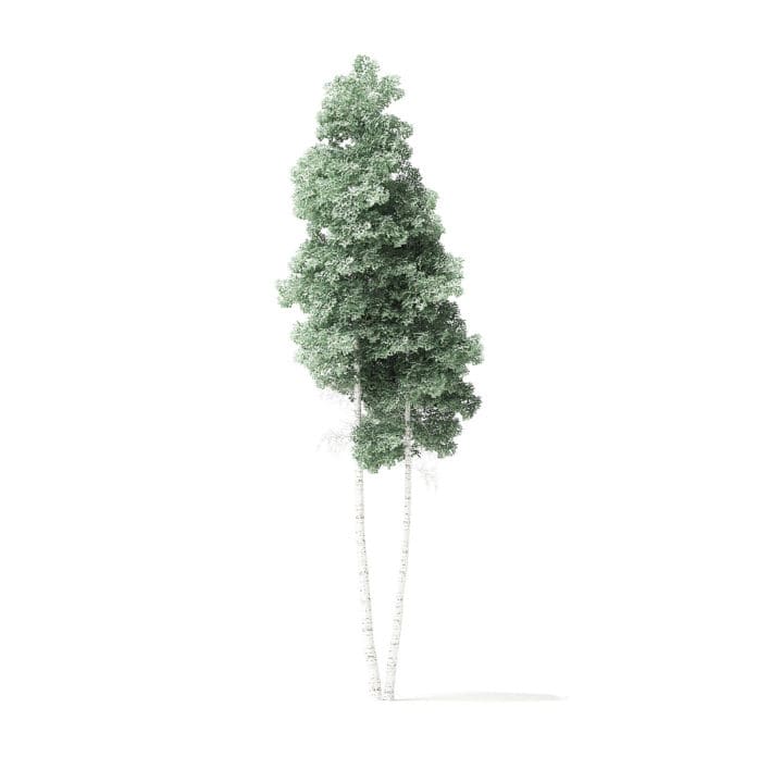 Quaking Aspen Tree 3D Model 9.4m
