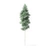 Quaking Aspen Tree 3D Model 9.4m - Image 3